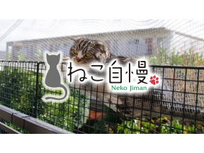 ねこ自慢▼猫の街「青梅」を池崎と菅が取材！ネコ好きの間で注目される映画館とは?